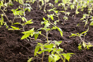 tomato bush 