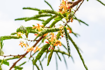  flowers of tamarind