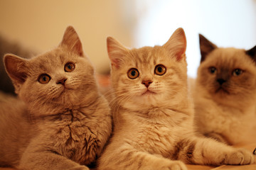 British kittens  