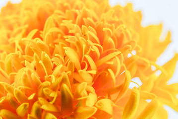  marigold flower