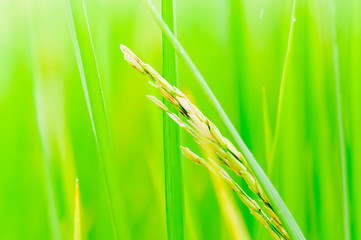 paddy field,rice field,rice