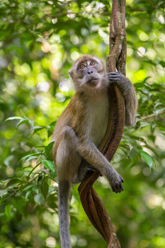 Macaque hanging on a liana in Gunung Leuser National Park, Sumat