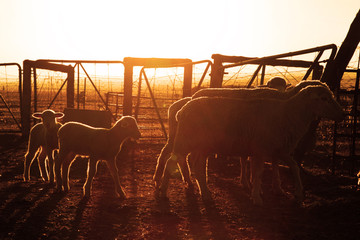 Sheep in a kraal against the rising sun.