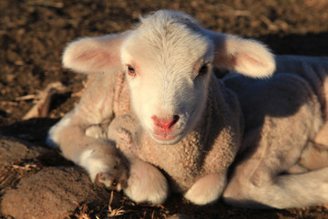 Lambs warming in the morning sun.