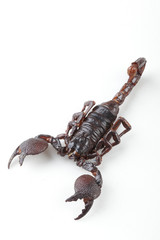 The mysterious world of insects