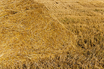 field with straw  