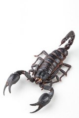The mysterious world of insects