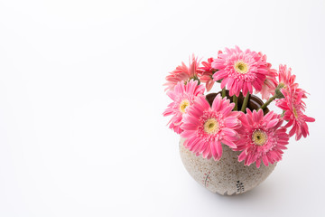 Pink gerbera flower