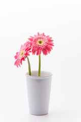Pink gerbera flower