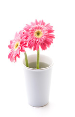 Pink gerbera flower