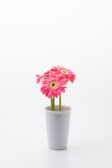 Pink gerbera flower