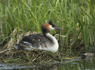 Great chrested grebe on nest