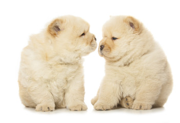 Obraz premium chow-chow puppies