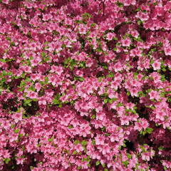 Rhododendren