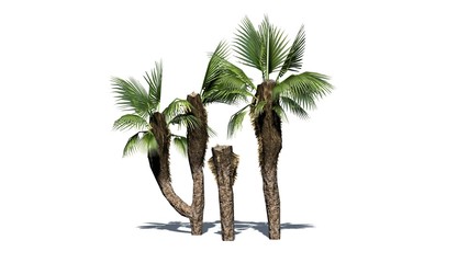 Chinese Fan Palm - separated on white background