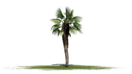 Chinese Fan Palm - separated on white background