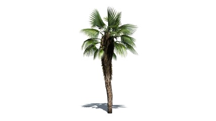 Obraz premium Chinese Fan Palm - separated on white background