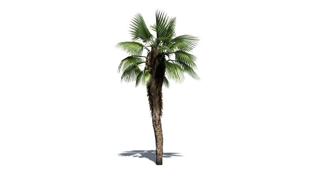 Chinese Fan Palm - separated on white background