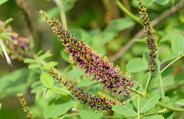 Pink Amorpha fruticosa flower also called desert false indigo, false indigo-bush, and bastard indigobush, with white and orange stamens full of pollen and new pink flowers