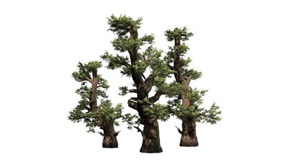 Western Juniper tree - separated on white background