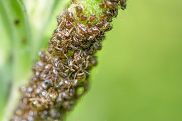 Ants are breeding aphids on a green plant