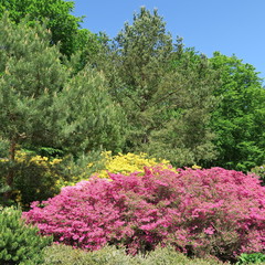 Rhododendren