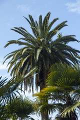 Fototapeta na wymiar Palm trees in park