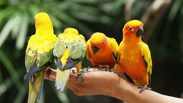 Close up Cute Sun Conure parrot bird.
