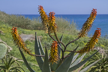 Kakteenpracht an der Riviera