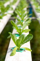 Hydroponics vegetable farm background 