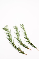 Fototapeta premium ローズマリー