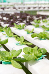 Hydroponics vegetable farm 