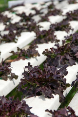 Hydroponics vegetable farm background