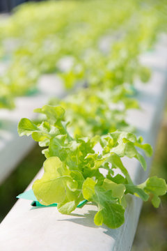 close up of Frillie Iceburg Lettuce,Green Oak Lettuce