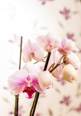 Naklejka na ściany i meble Violet orchid