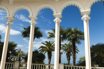Palm trees in park