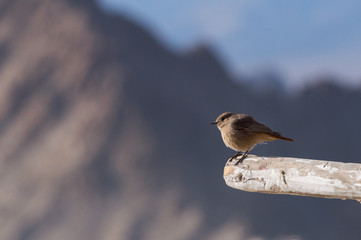 The Black Redstarts Female, Little bird with morning light.