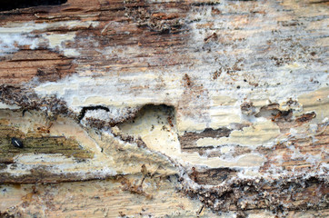 Braunglänzende Gastameise im Eichenholz
