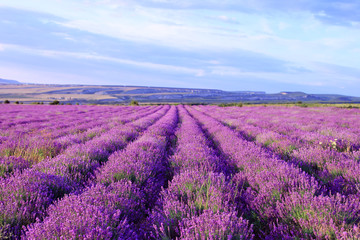 Fototapeta na wymiar Field of purple lavender flowers