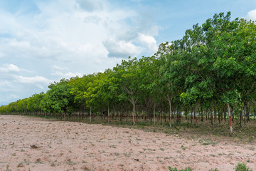 rubber tree with blue sky