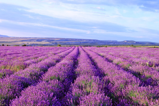 Fototapeta Field of purple lavender flowers