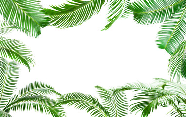 Fototapeta na wymiar Frame of green palm leaves isolated on white