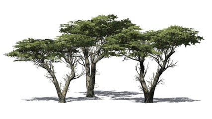 Fototapeta na wymiar Monterey cypress trees - isolated on white background