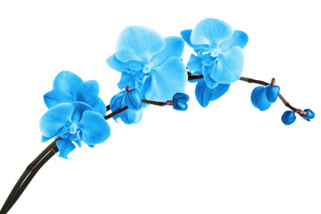 Beautiful blue orchid, isolated on white - obrazy, fototapety, plakaty