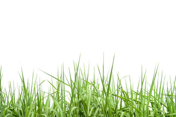 Sugar cane leaf on isolated white