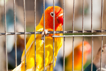 pappagallo colorato