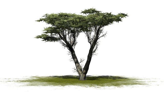 Monterey cypress tree  - isolated on white background
