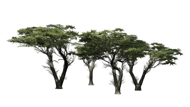Monterey cypress trees  - isolated on white background
