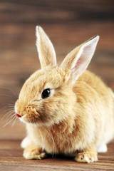 Little rabbit on wooden background