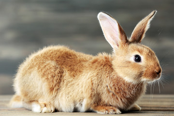 Little rabbit on wooden background